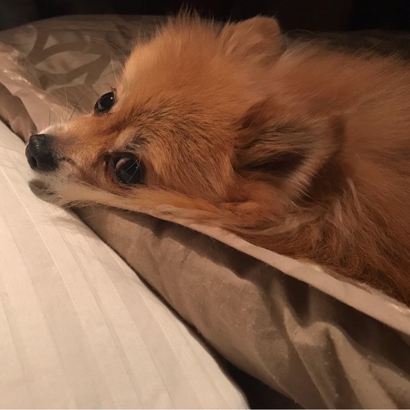 Meet your Posher, Dena - Picture 4 of 15